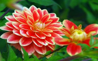 Ngắm vẻ tuyệt mỹ của các loài hoa đẹp nhất thế giới
